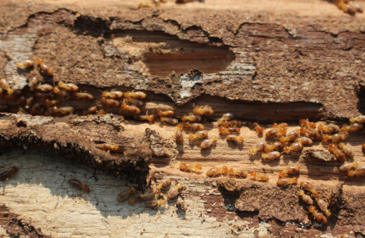 白蟻對保護健康的生態系統至關重要。圖片提供：shutterstock